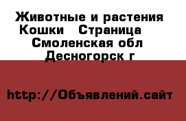 Животные и растения Кошки - Страница 2 . Смоленская обл.,Десногорск г.